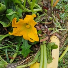 Cucurbita pepo at Umbagong District Park - 9 Apr 2024 08:53 AM