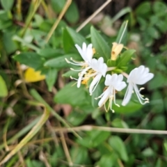 Lonicera japonica (Japanese Honeysuckle) at Macgregor, ACT - 9 Apr 2024 by Jiggy