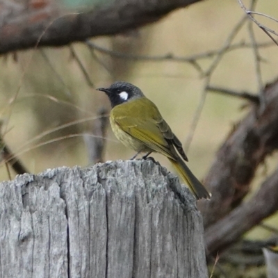 Nesoptilotis leucotis (White-eared Honeyeater) at Hall, ACT - 9 Apr 2024 by Anna123