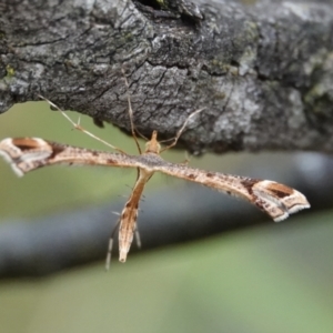 Sinpunctiptilia emissalis at Hall, ACT - 9 Apr 2024