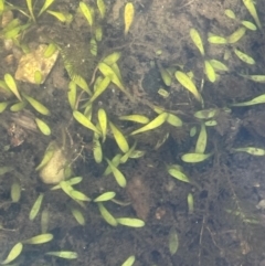 Glossostigma sp. (A Mud-mat) at Namadgi National Park - 3 Apr 2024 by JaneR