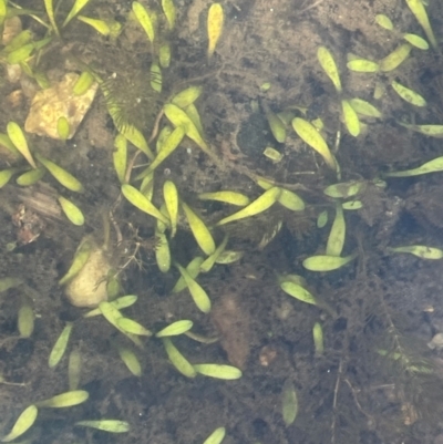 Glossostigma sp. (A Mud-mat) at Booth, ACT - 4 Apr 2024 by JaneR