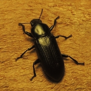 Zophophilus sp. (genus) at Pollinator-friendly garden Conder - 19 Nov 2023 09:38 PM