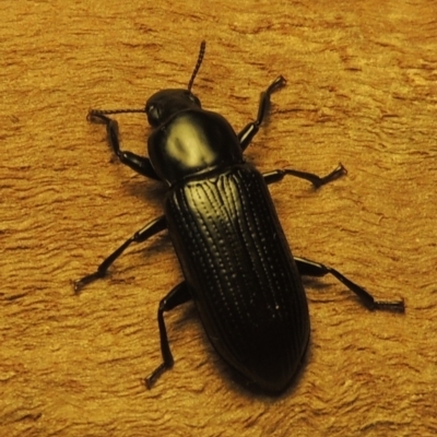 Zophophilus sp. (genus) (Darkling beetle) at Pollinator-friendly garden Conder - 19 Nov 2023 by michaelb