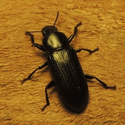 Zophophilus sp. (genus) (Darkling beetle) at Pollinator-friendly garden Conder - 19 Nov 2023 by MichaelBedingfield