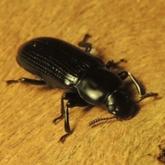 Zophophilus sp. (genus) at Pollinator-friendly garden Conder - 19 Nov 2023 09:38 PM