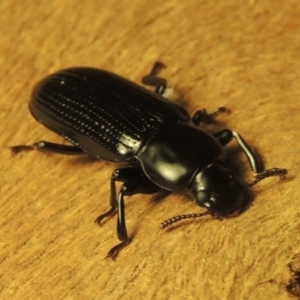 Zophophilus sp. (genus) at Pollinator-friendly garden Conder - 19 Nov 2023 09:38 PM