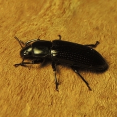 Zophophilus sp. (genus) at Pollinator-friendly garden Conder - 19 Nov 2023 09:38 PM