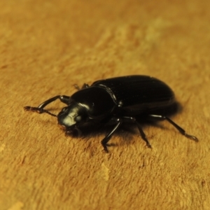 Zophophilus sp. (genus) at Pollinator-friendly garden Conder - 19 Nov 2023 09:38 PM