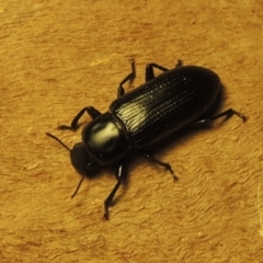 Zophophilus sp. (genus) at Pollinator-friendly garden Conder - 19 Nov 2023 09:38 PM