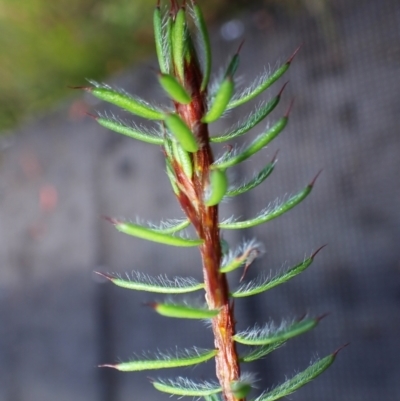 Pultenaea aristata (Bearded Bush-Pea) at Dharawal National Park - 8 Apr 2024 by plants