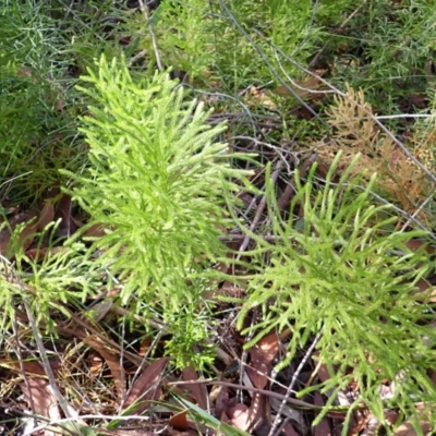 Lycopodium deuterodensum (Bushy Club Moss) at Darkes Forest, NSW - 7 Apr 2024 by plants