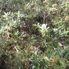 Banksia oblongifolia (Fern-leaved Banksia) at Darkes Forest, NSW - 7 Apr 2024 by plants