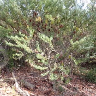 Banksia marginata (Silver Banksia) at Darkes Forest, NSW - 7 Apr 2024 by plants