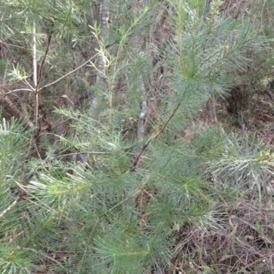 Persoonia pinifolia (Pine-leaf Geebung) at Darkes Forest, NSW - 7 Apr 2024 by plants