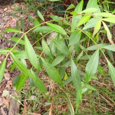 Polyscias sambucifolia (Elderberry Panax) at Stanwell Tops, NSW - 8 Apr 2024 by plants