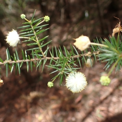 Acacia ulicifolia (Prickly Moses) at Stanwell Tops, NSW - 8 Apr 2024 by plants