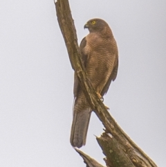 Accipiter fasciatus (Brown Goshawk) at Labertouche, VIC - 25 Dec 2018 by Petesteamer