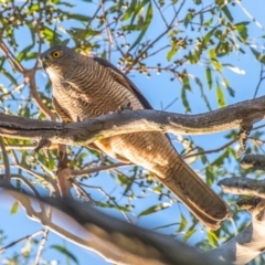 Accipiter fasciatus (Brown Goshawk) at Labertouche, VIC - 26 Dec 2018 by Petesteamer