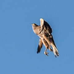 Tachyspiza fasciata (Brown Goshawk) at Labertouche, VIC - 1 Jan 2019 by Petesteamer