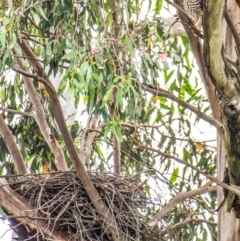 Tachyspiza fasciata (Brown Goshawk) at Labertouche, VIC - 2 Jan 2019 by Petesteamer