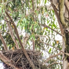 Accipiter fasciatus (Brown Goshawk) at Labertouche, VIC - 1 Jan 2019 by Petesteamer