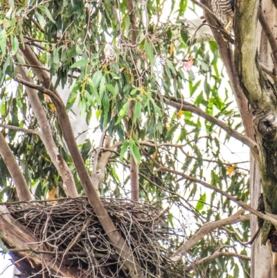 Tachyspiza fasciata (Brown Goshawk) at Labertouche, VIC - 2 Jan 2019 by Petesteamer