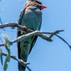 Eurystomus orientalis (Dollarbird) at Wonga Wetlands - 11 Nov 2023 by Petesteamer