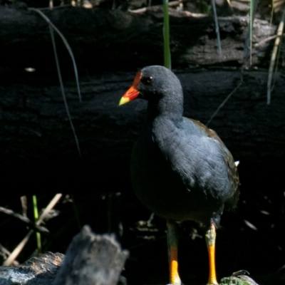 Gallinula tenebrosa (Dusky Moorhen) at Wonga Wetlands - 10 Nov 2023 by Petesteamer