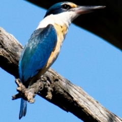 Todiramphus sanctus (Sacred Kingfisher) at Wonga Wetlands - 10 Nov 2023 by Petesteamer