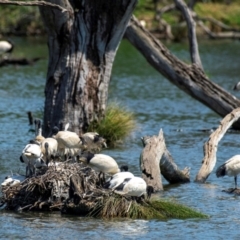 Threskiornis molucca (Australian White Ibis) at Albury - 11 Nov 2023 by Petesteamer