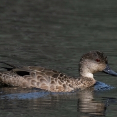 Anas gracilis (Grey Teal) at Horseshoe Lagoon and West Albury Wetlands - 11 Nov 2023 by Petesteamer