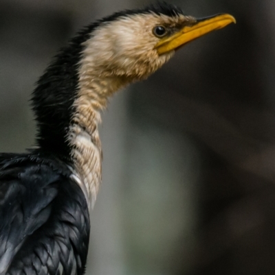 Microcarbo melanoleucos (Little Pied Cormorant) at Wonga Wetlands - 3 Sep 2018 by Petesteamer