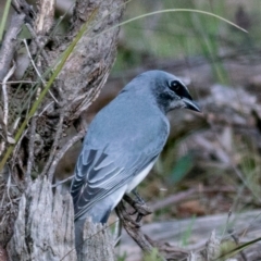 Coracina papuensis (White-bellied Cuckooshrike) at Wonga Wetlands - 3 Sep 2018 by Petesteamer