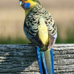 Platycercus elegans flaveolus (Yellow Rosella) at Wonga Wetlands - 3 Sep 2018 by Petesteamer