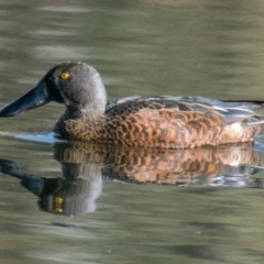 Spatula rhynchotis (Australasian Shoveler) at Wonga Wetlands - 3 Sep 2018 by Petesteamer