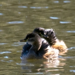 Tachybaptus novaehollandiae (Australasian Grebe) at Albury - 3 Sep 2018 by Petesteamer