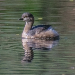 Tachybaptus novaehollandiae (Australasian Grebe) at Wonga Wetlands - 3 Sep 2018 by Petesteamer