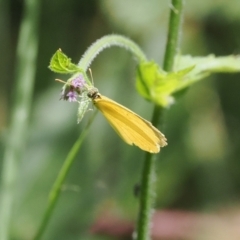 Eurema smilax at Stony Creek - 12 Mar 2024