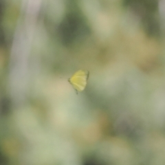 Eurema smilax at Stony Creek - 12 Mar 2024