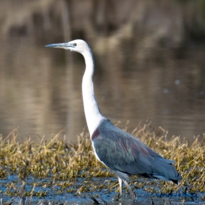 Ardea pacifica (White-necked Heron) at Wonga Wetlands - 4 Sep 2018 by Petesteamer