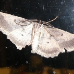 Euphronarcha luxaria (Striated Bark Moth) at QPRC LGA - 21 Mar 2024 by arjay