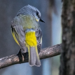 Eopsaltria australis (Eastern Yellow Robin) at Albury - 4 Sep 2018 by Petesteamer