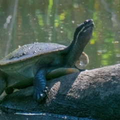 Emydura macquarii (Macquarie Turtle) at Horseshoe Lagoon and West Albury Wetlands - 11 Nov 2023 by Petesteamer