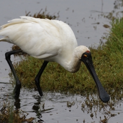 Platalea regia (Royal Spoonbill) at Fyshwick, ACT - 9 Apr 2024 by RodDeb