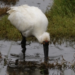 Platalea regia at Jerrabomberra Wetlands - 9 Apr 2024 12:10 PM