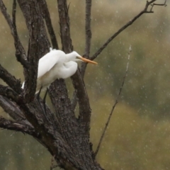 Ardea alba (Great Egret) at Jerrabomberra Wetlands - 9 Apr 2024 by RodDeb