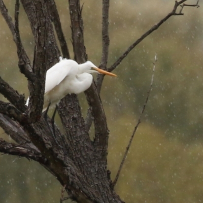 Ardea alba (Great Egret) at Fyshwick, ACT - 9 Apr 2024 by RodDeb