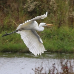 Ardea alba at Jerrabomberra Wetlands - 9 Apr 2024 12:03 PM