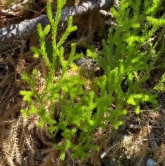 Austrolycopodium fastigiatum (Alpine Club Moss) at Namadgi National Park - 25 Feb 2024 by Tapirlord